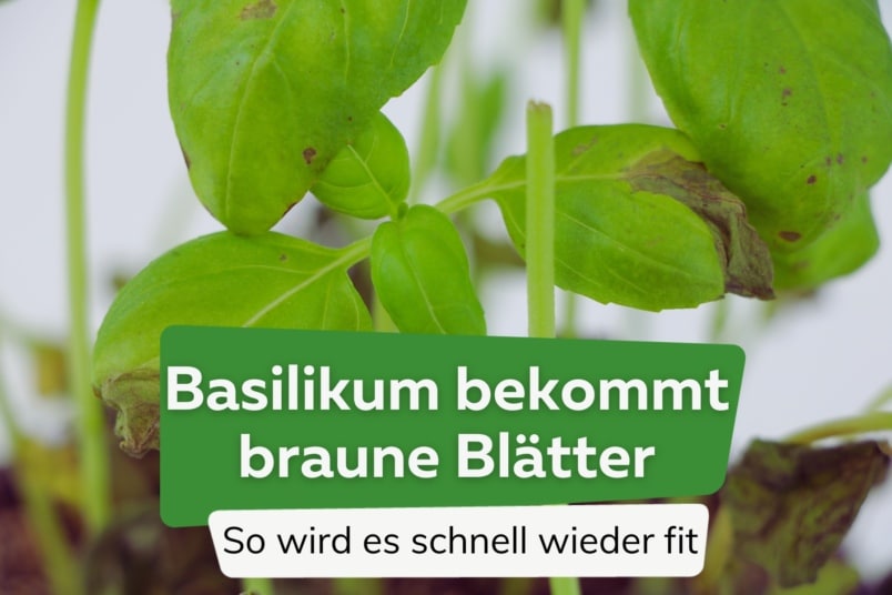 Basilikum bekommt braune Blätter