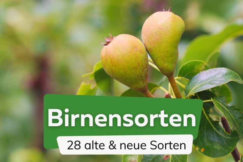 BIrnensorten - alte und neue Birnen-Arten