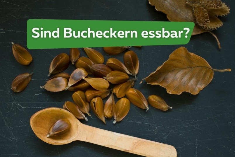 Sind Bucheckern essbar Titel