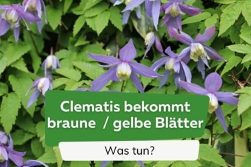 Clematis bekommt braune und gelbe Blätter