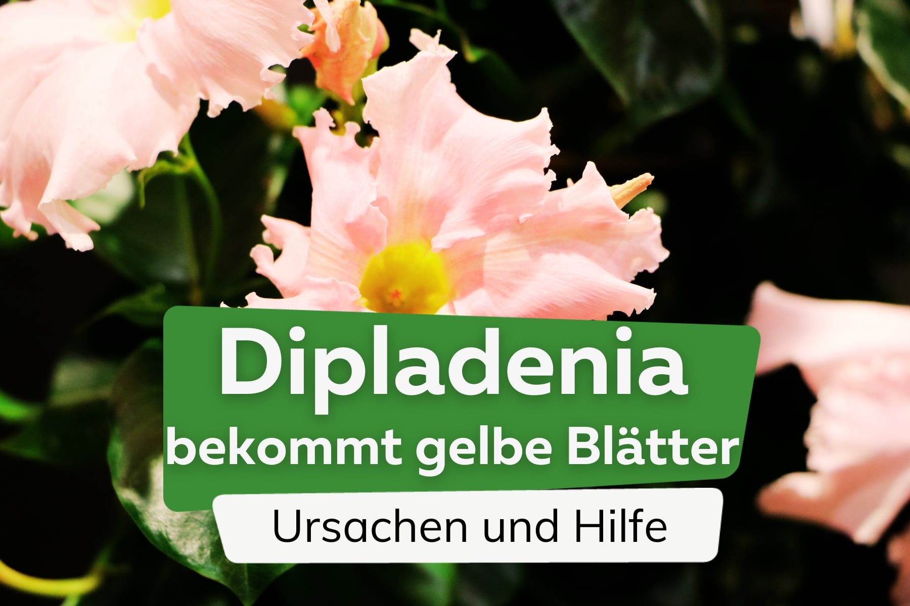 Dipladenia bekommt gelbe Blätter