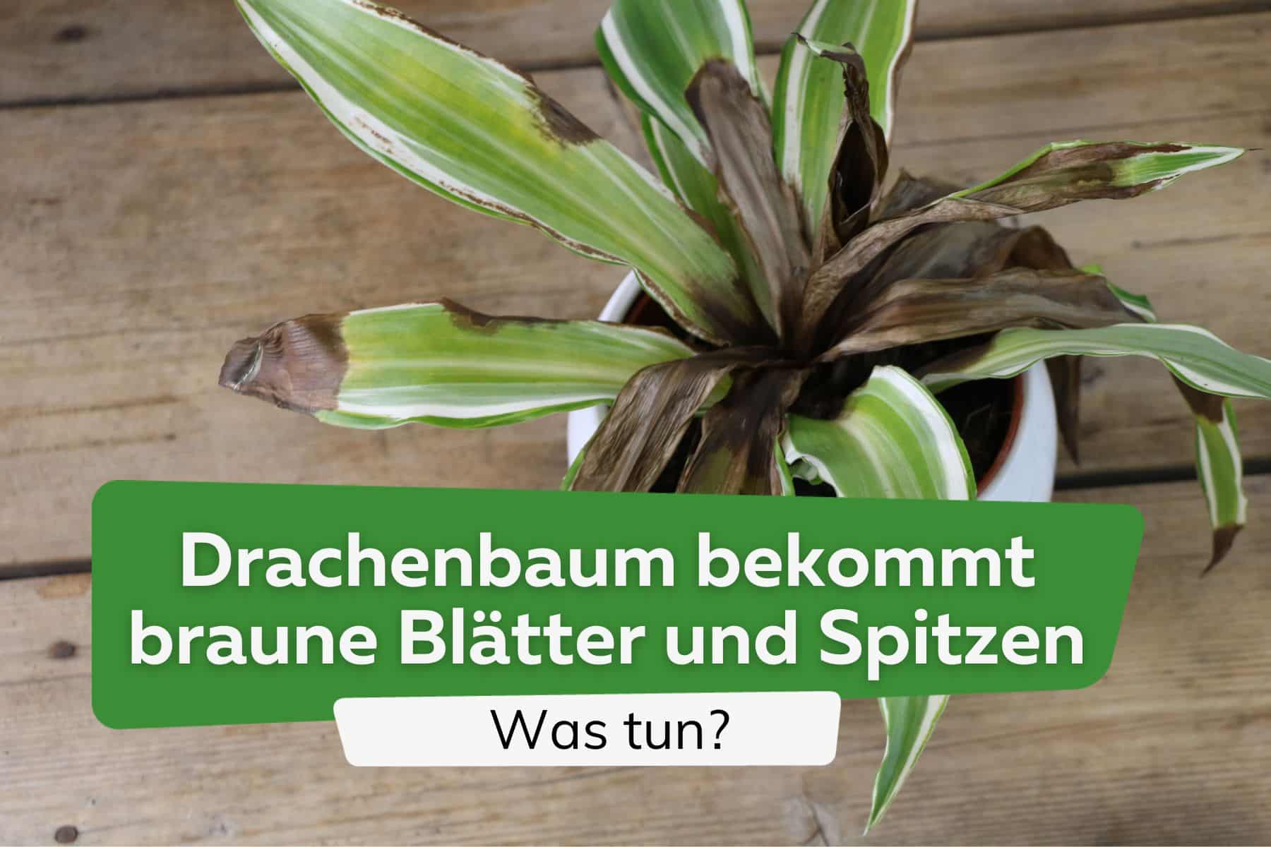 Drachenbaum bekommt braune Blätter und Spitzen: was tun?