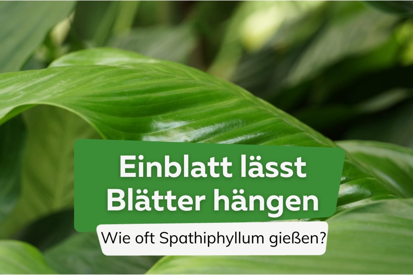 Einblatt lässt Blätter hängen wie oft Spathiphyllum gießen?