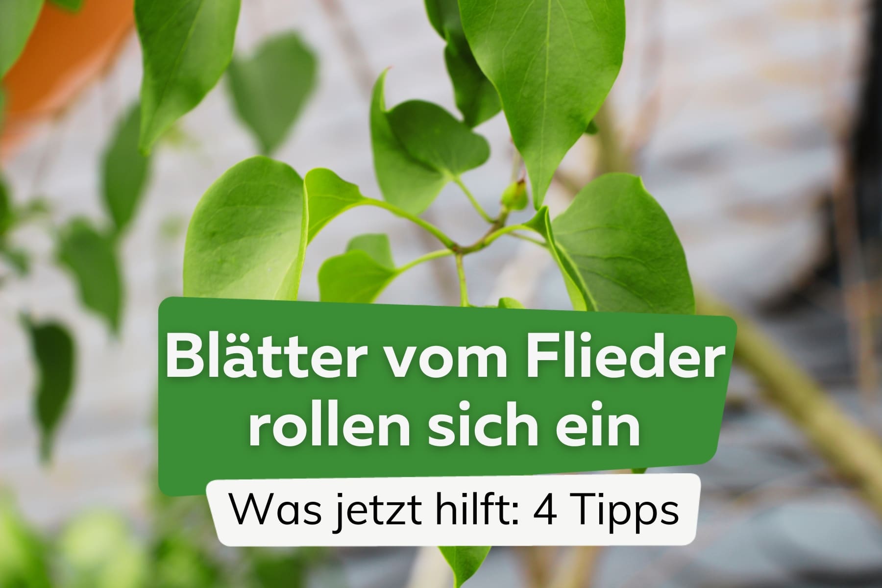 Flieder-Blätter rollen sich