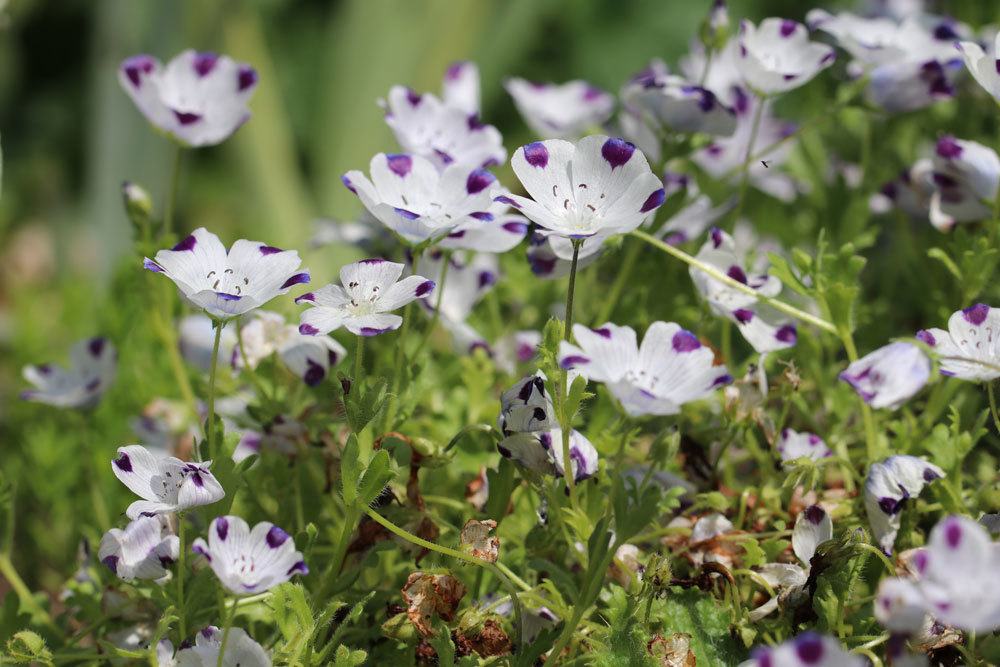 Hainblume als Schattenpflanze