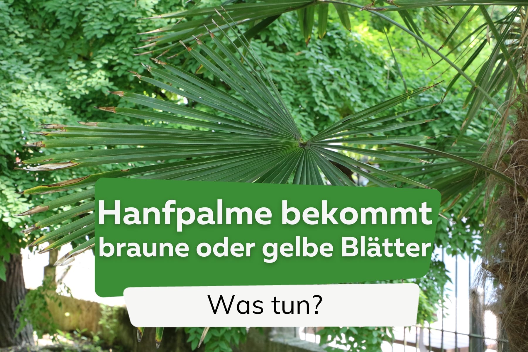 Hanfpalme bekommt braune oder gelbe Blätter