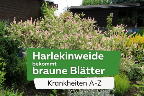 Harlekinweide bekommt braune Blätter