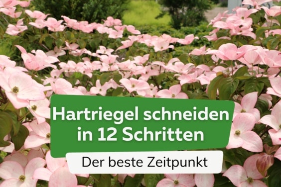 Hartriegel schneiden - Zeitpunkt