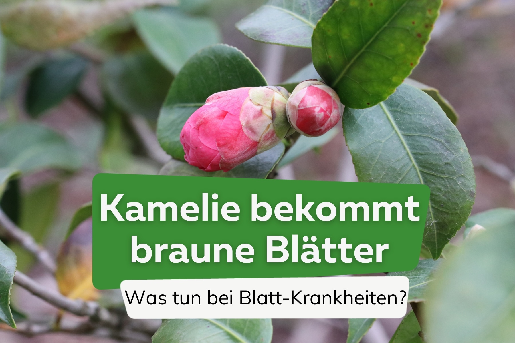 Kamelie bekommt braune Blätter