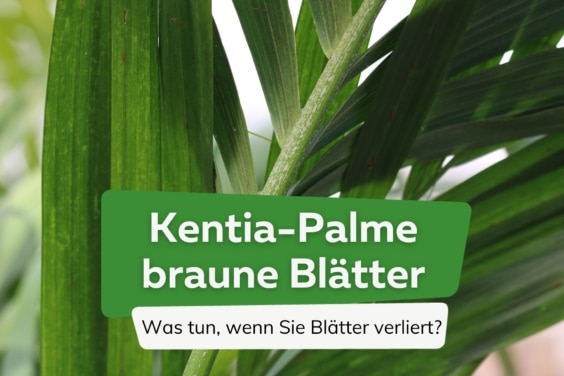 Kentia-Palme bekommt braune Blätter