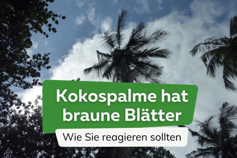 Kokospalme hat braune Blätter