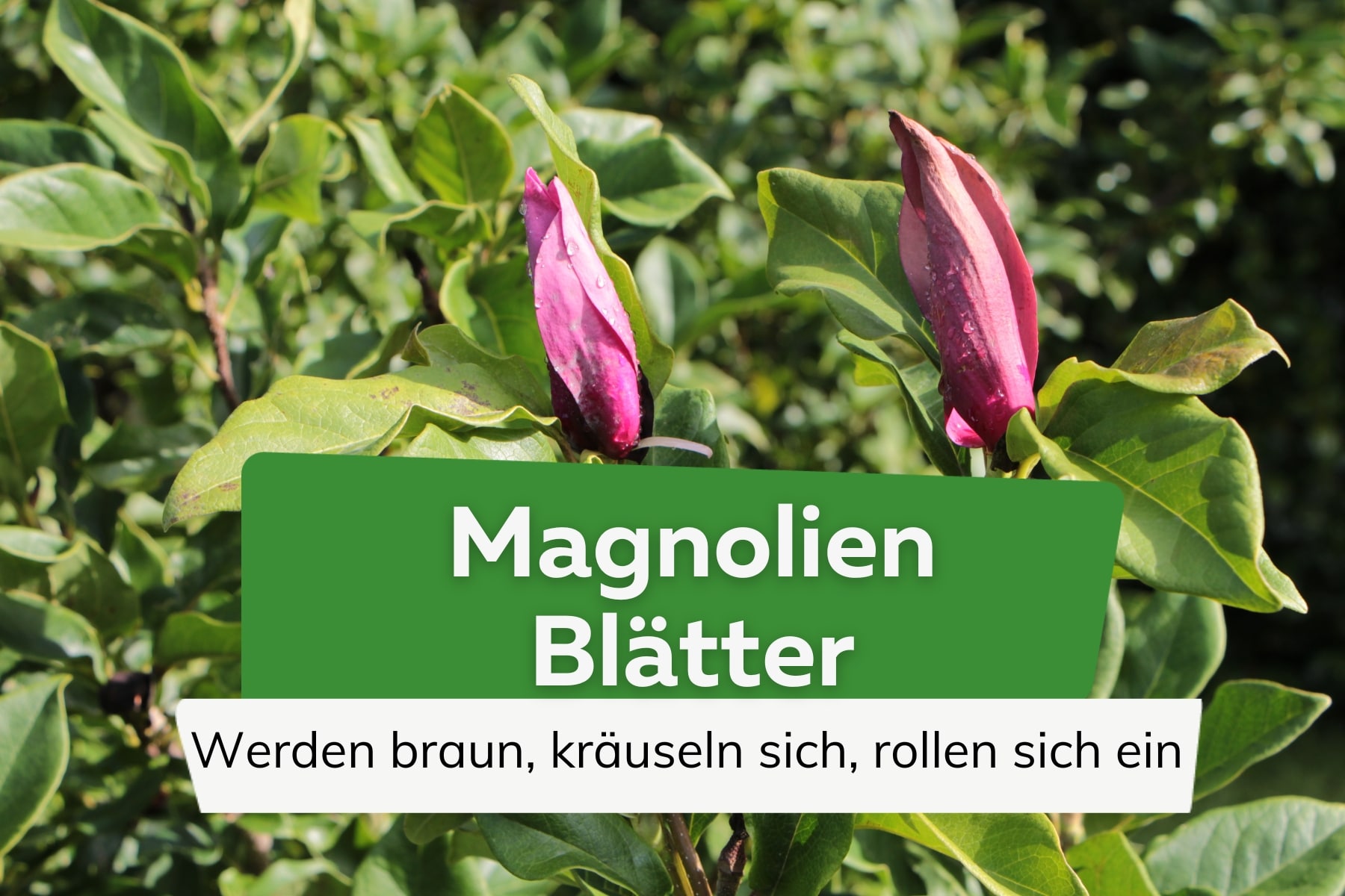 Magnolien-Blätter kräuseln sich