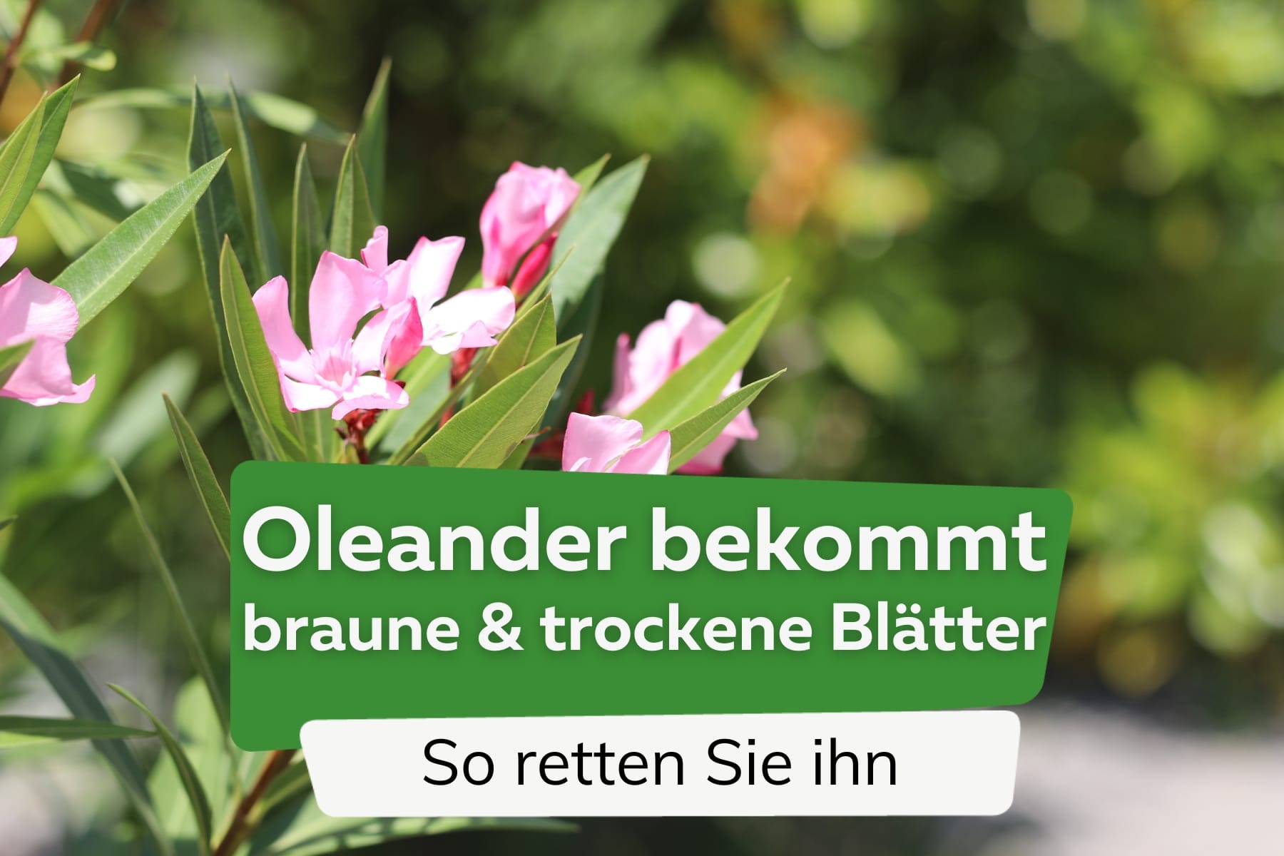 Oleander bekommt braune und trockene Blätter