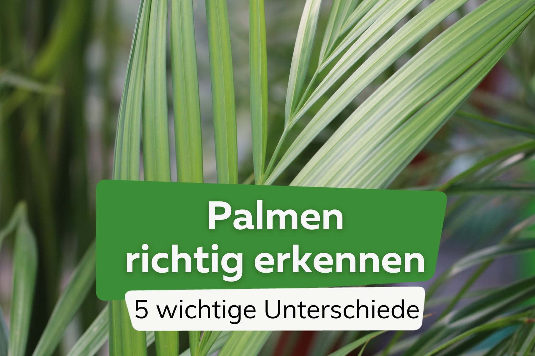 Palmen erkennen