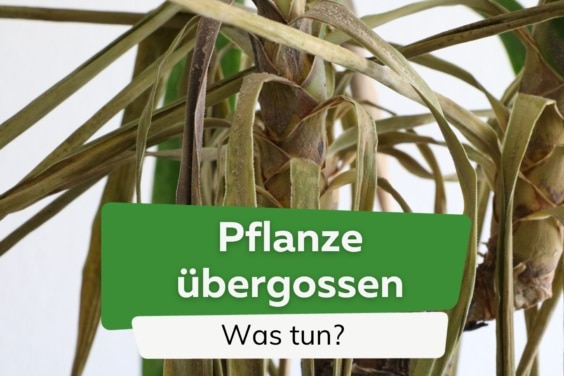 Pflanze überwässert / übergossen