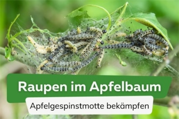 Raupen im Apfelbaum - Apfelgespinstmotte bekämpfen