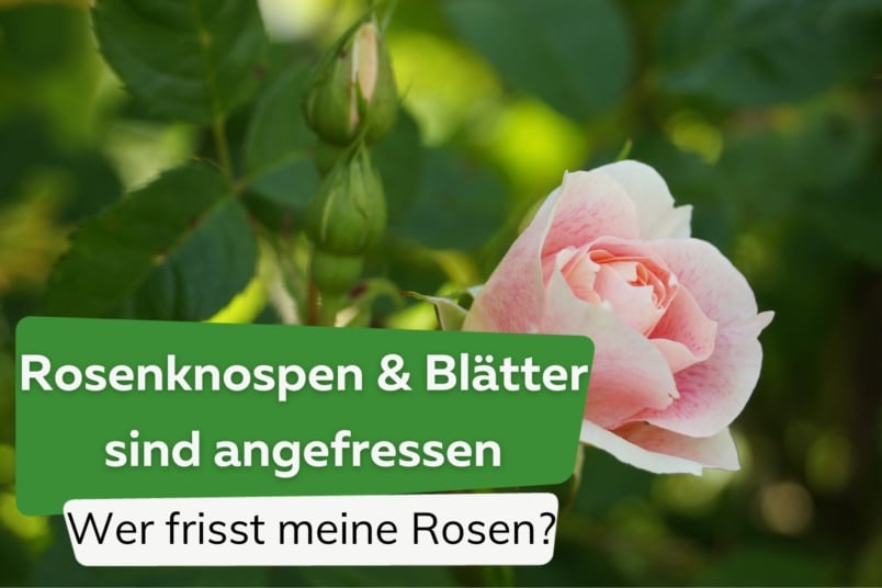 Rosenknospen angefressen