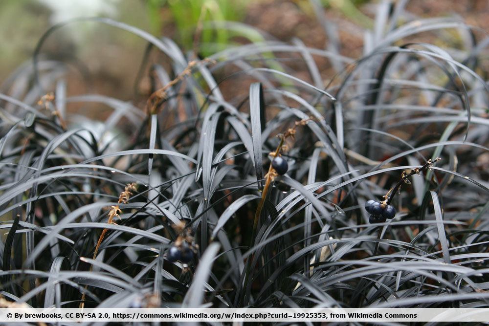 Schwarzer Schlangenbart, Ophiopogon planiscapus