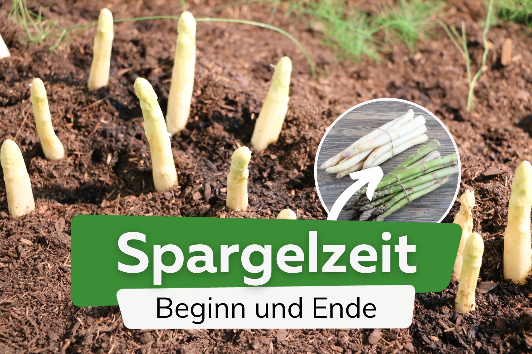 Spargelzeit