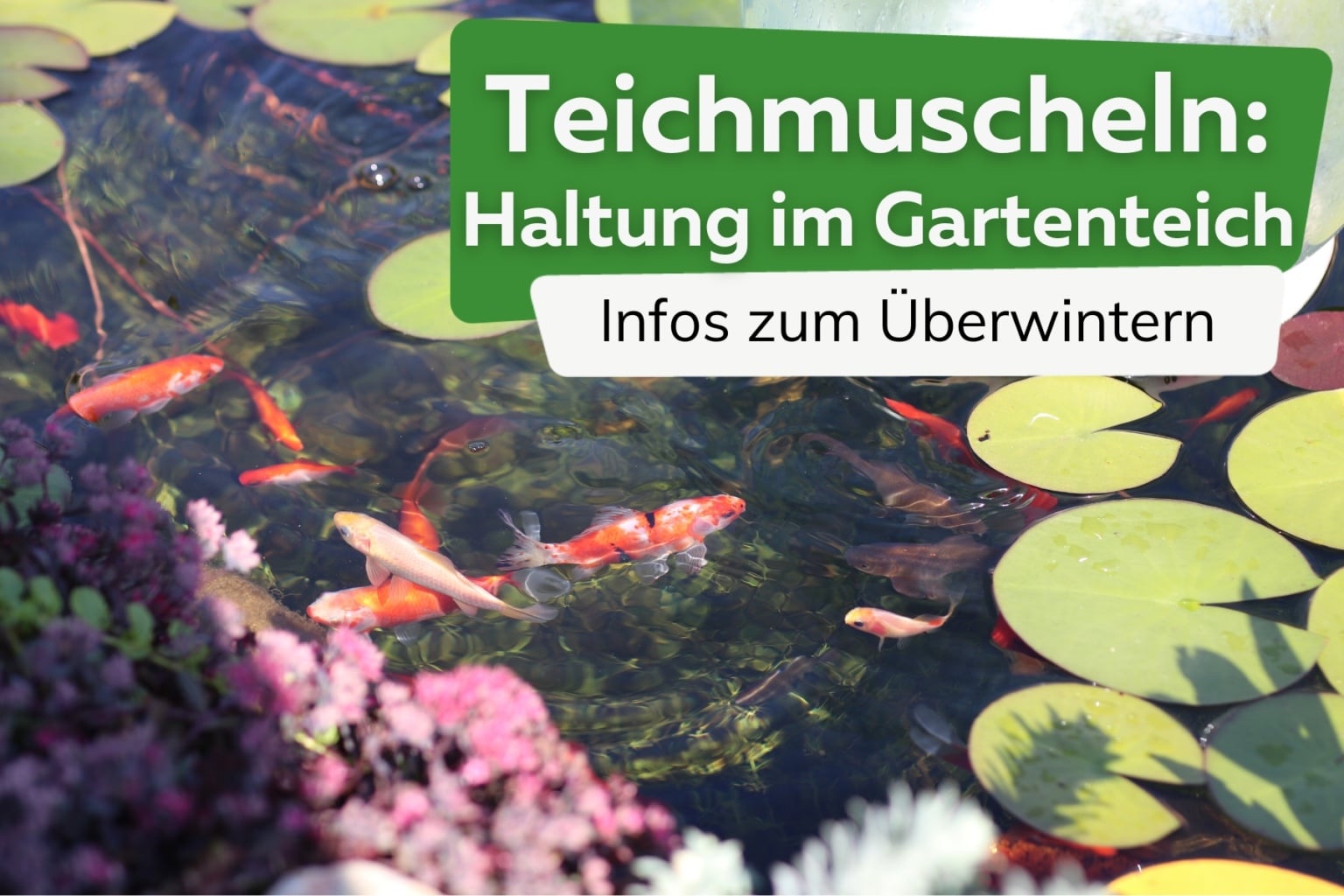 Schädlinge im Gartenteich so werden Sie Käfer und Insektenlarven los