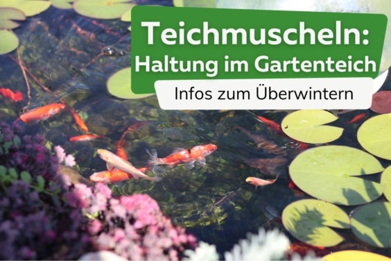 Teichmuscheln im Gartenteich