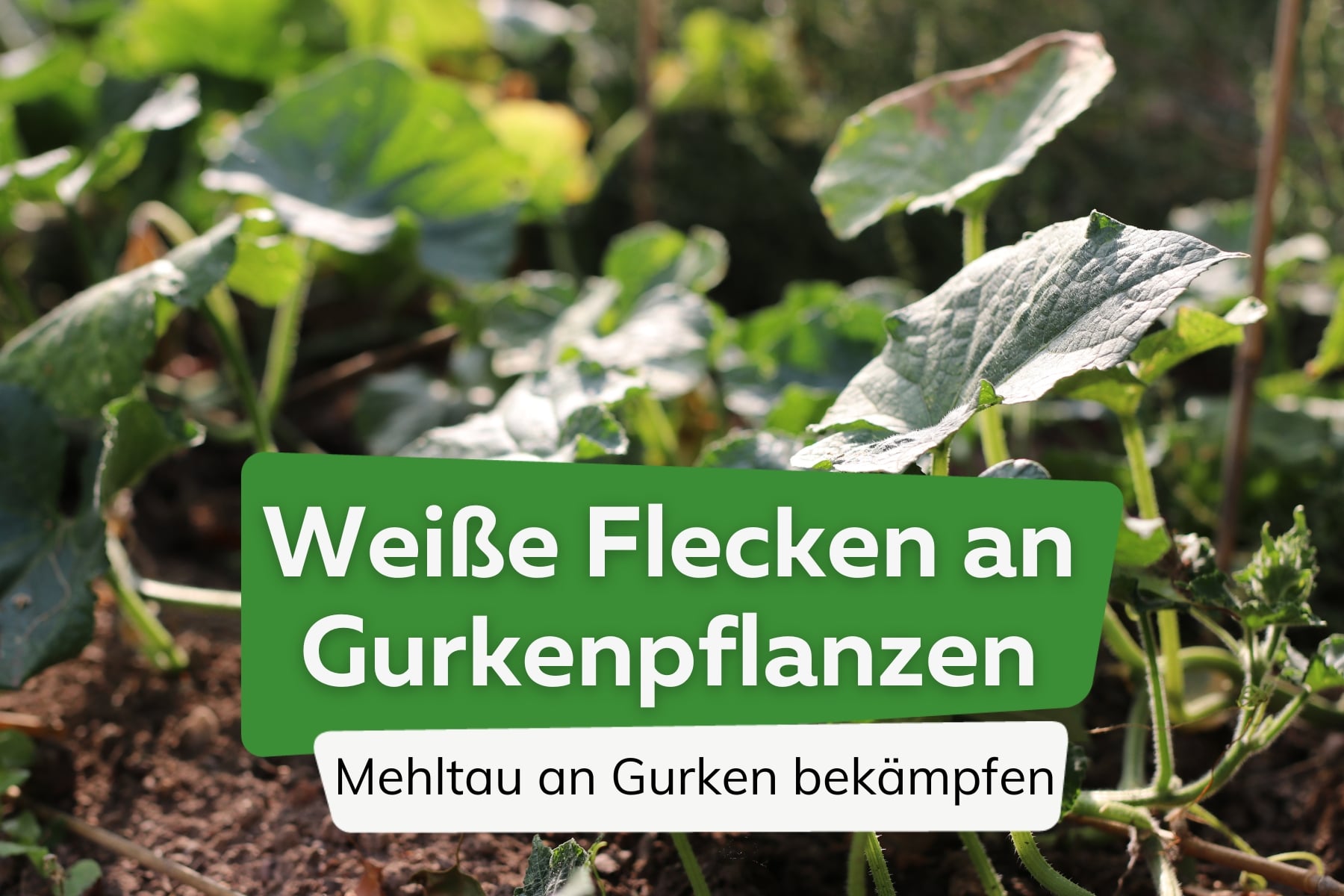 Weiße Flecken an Gurkenpflanzen