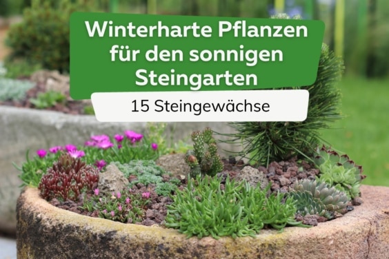 Winterharte Pflanzen für sonnigen Steingarten - Steingewächse