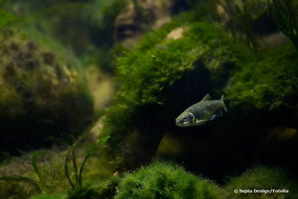 Fisch im Aquarium mit Algen