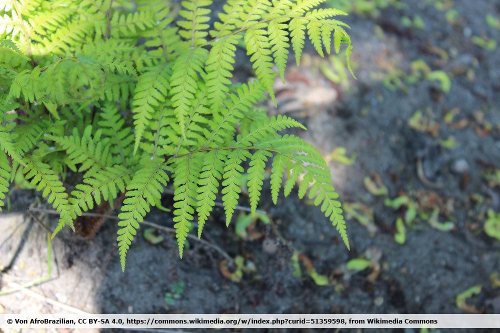 Asiatischer Frauenfarn; Athyrium vidalii