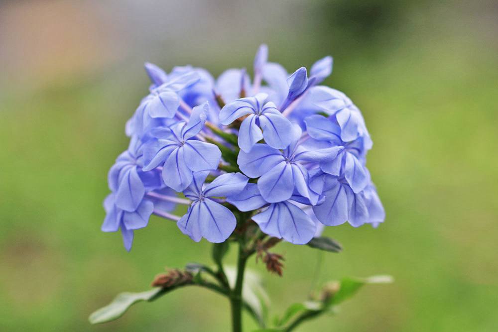 Bleiwurz, Plumbago auriculata als Schattenpflanze