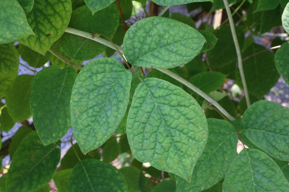 Clematis fusca violacea