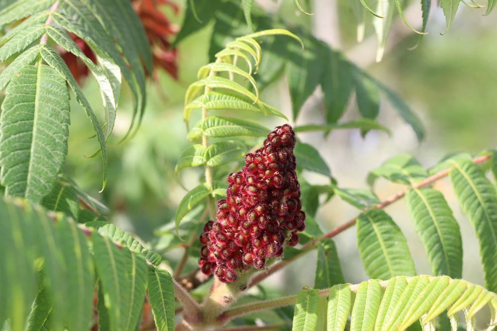 Essigbaum, Rhus typhina