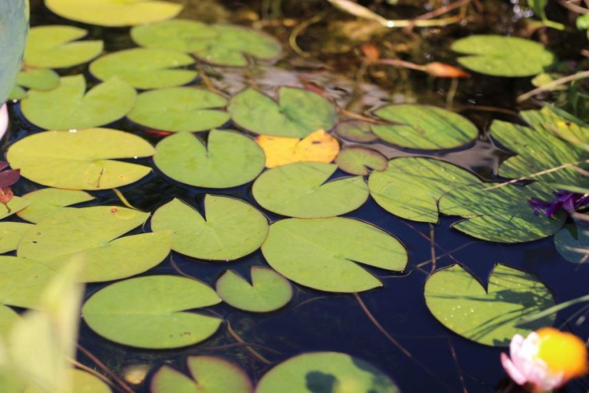 Moderlieschen Haltung im Teich Infos zum Futter