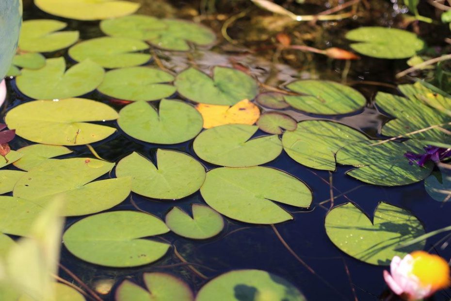 Teichwasser schäumt 5 Lösungen gegen Schaum auf dem Teich