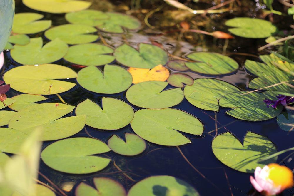 Gartenteich mit Seerosenblättern