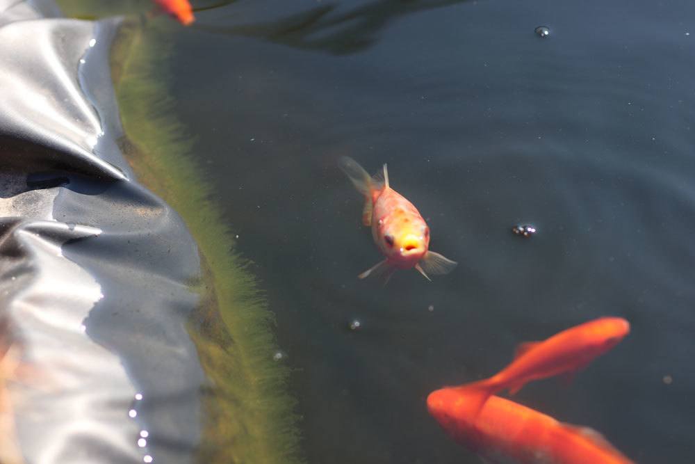 Fische gegen Algen im Gartenteich