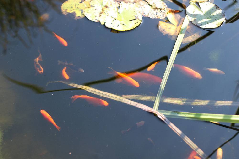 Goldfische im Gartenteich