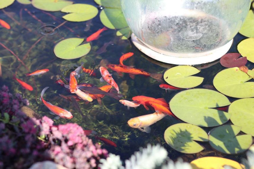 Goldfische im Gartenteich Anforderungen an Größe und Tiefe