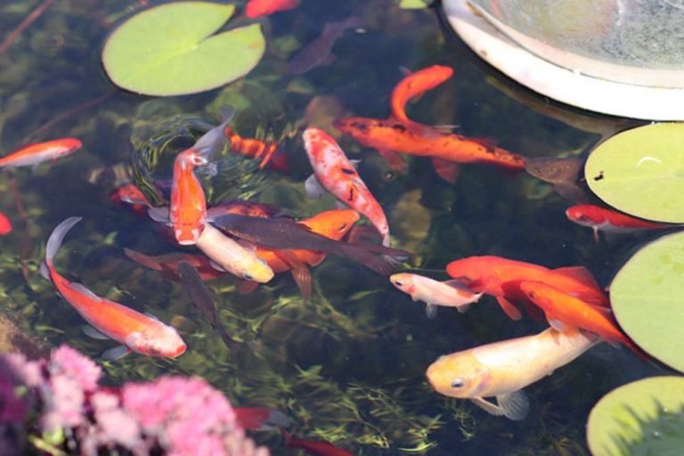 Wie tief und breit sollte ein Gartenteich sein? Teichgröße