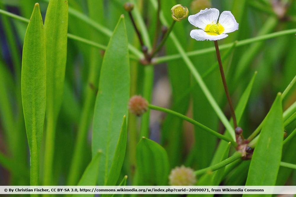 Igelschlauch, Baldellia ranunculoides