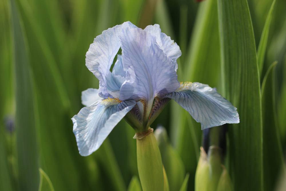 Verschiedenfarbige Sumpf-Schwertlilie, Iris versicolor