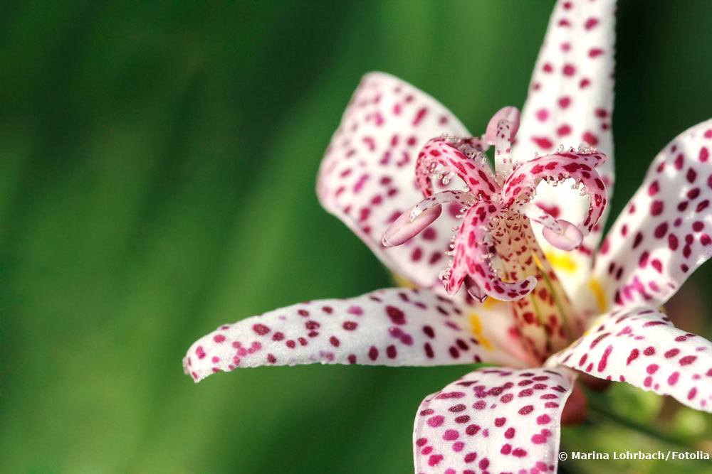 Krötenlilie, Tricyrtis