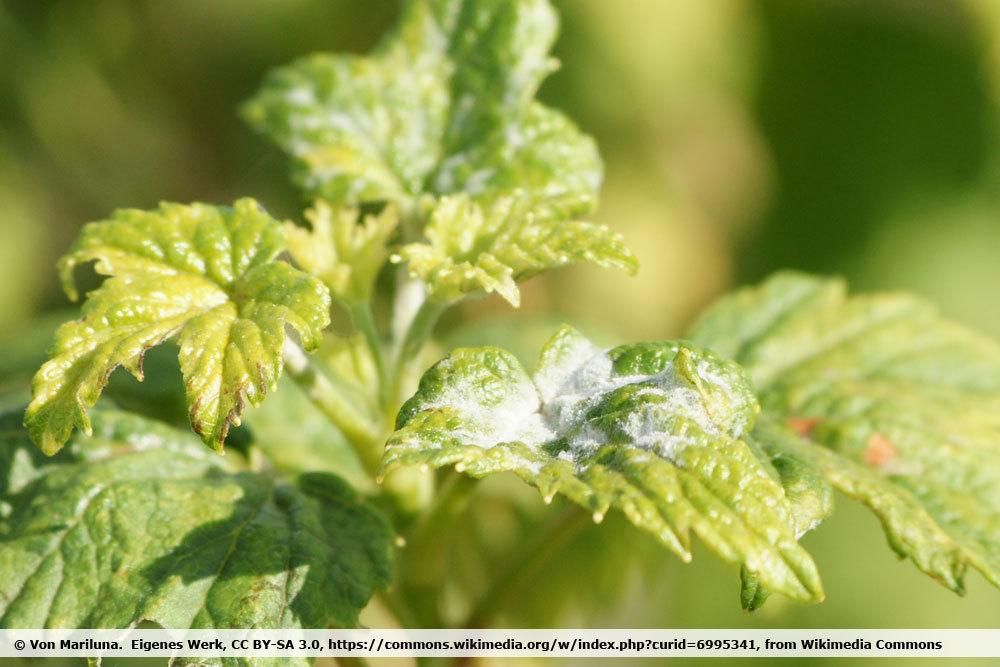 Mehltau an Johannisbeeren