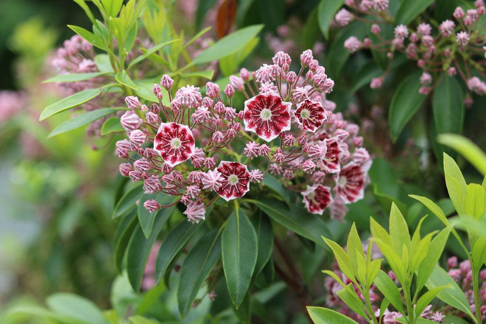 Lorbeerrose, Kamlia latifolia