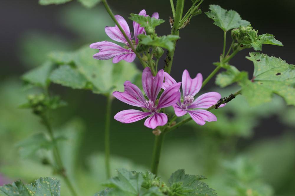 Moschus-Malve, Malva moschata