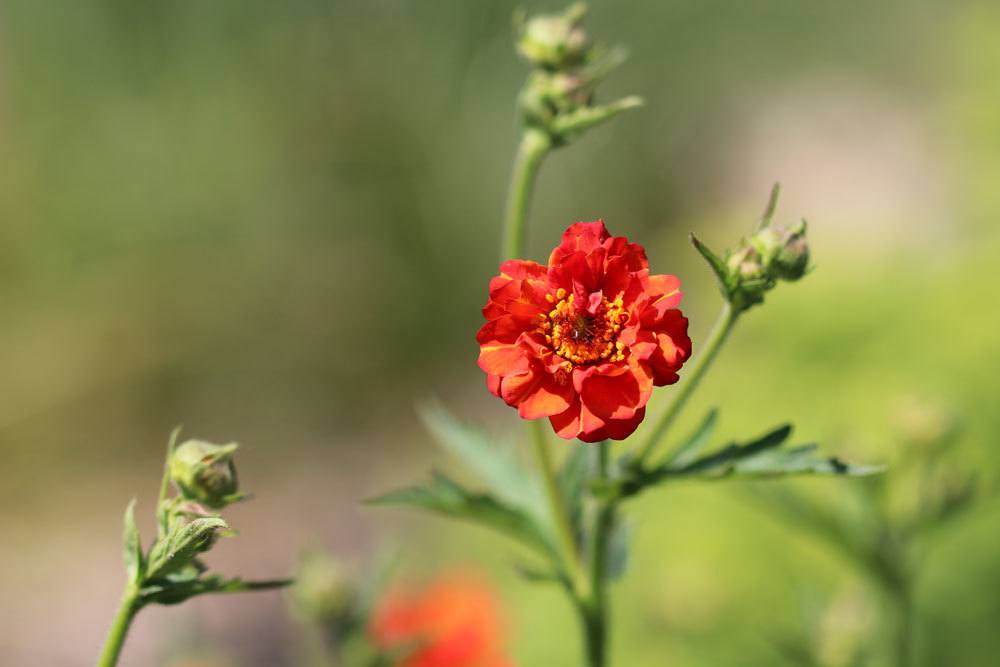 Nelkenwurz, Geum chiloense