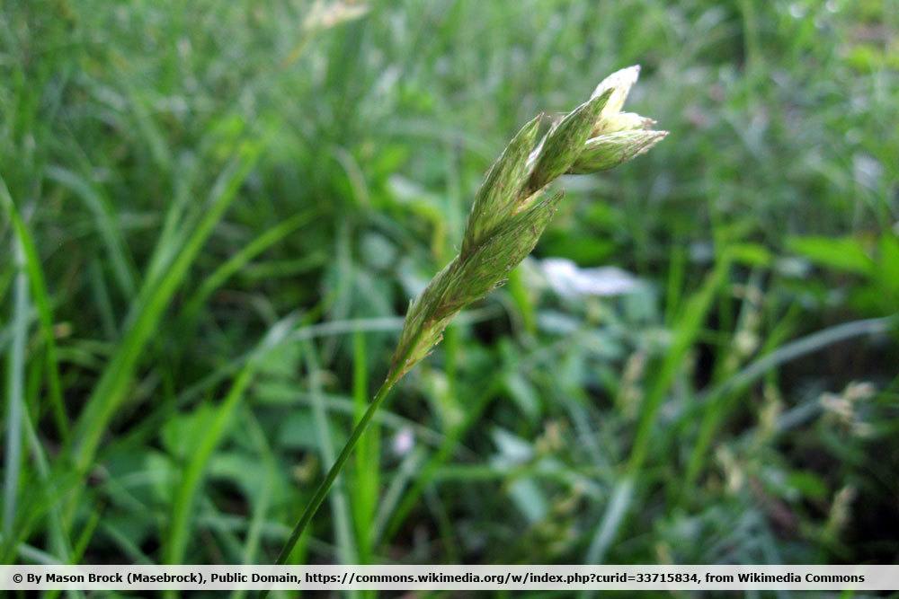 Palmwedel-Segge, Carex muskingumensis