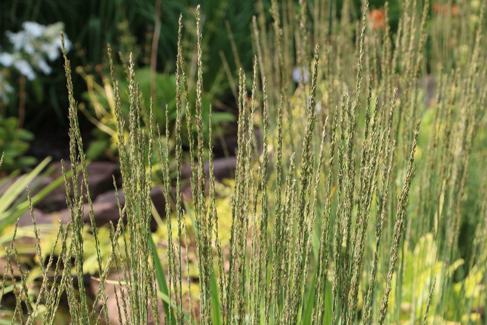 Pfeifengras, Molinia caerulea