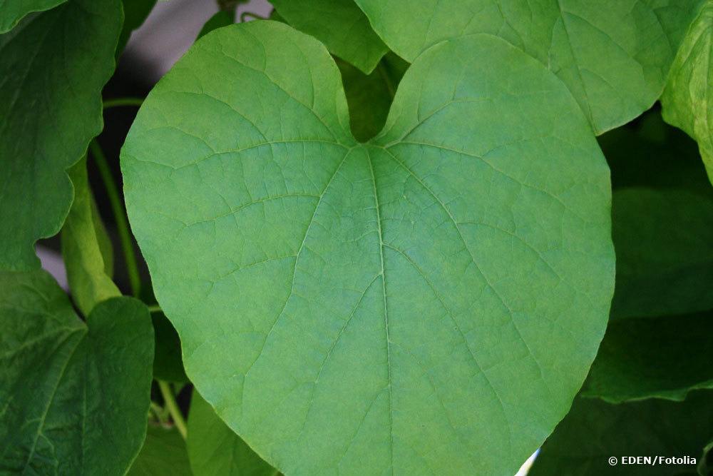 Pfeifenwinde, Aristolochia macrophylla