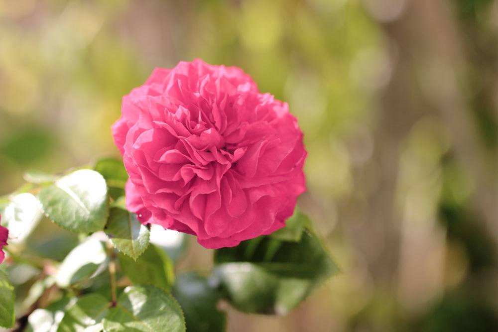 Rose 'Rosarium Uetersen'